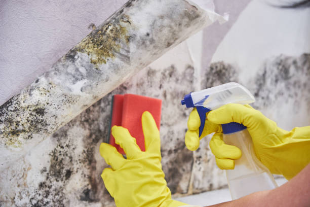 Asbestos and Lead Testing During Mold Inspection in Ashland, MO